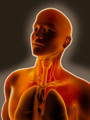 Cabeza y Cuello